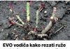 Evo vodica kako rezati ruze na kraju sezone!!