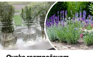OVAKO RAZMNOŽAVAMO LAVANDU I MOJE DVORIŠTE JE OAZA MIRA