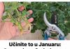 UČINITE OVO U JANUARU I GRM NEĆE POŽUTJETIA MASOVNO ĆE CVIJETATI