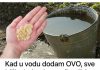 KADA U VODU DODAM SVE BILJKE BUKTE