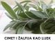 Cimet i zalfija kao lijek!!