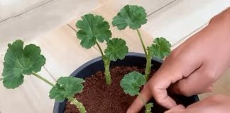 EVO NA KOJI NAČIN MOŽETE RAZMNOŽITI SVOJE MUŠKATLE