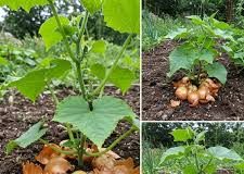 PRIRODNO GNOJIVO OD LJUSKE LUKA