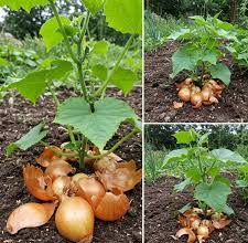 PRIRODNO GNOJIVO OD LJUSKE LUKA