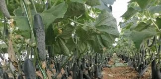 Od sicusnog sjemena do obilne berbe