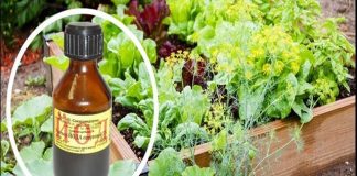 SAMO JEDNA KAP JODA MOŽE DA SPASI CIJELU BAŠTU