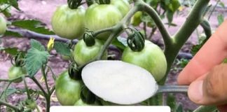 Veoma vazna ishrana paradajza u Junu