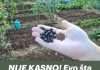 Evo sta se moze sijati u julu!!
