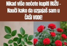 Ne kupuj ruze nego nauci da uzgajas