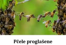 Pcele proglasene najvaznijim bicima na planeti