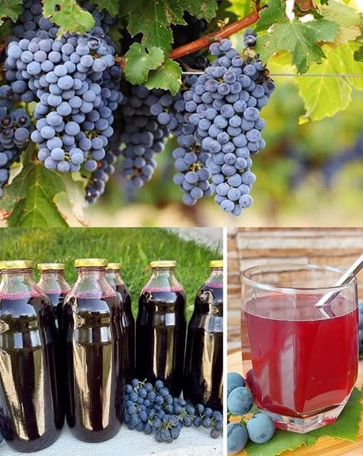 548062592_1376593707360675_1100588590046490263_n