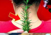 Imala sam bolove u vratu i zglobovima,evo kako mi je ruzmarin pomogao!!