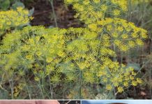 Sjemenke kopra,zaboravljeno blago!!