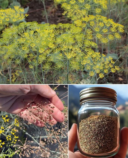 561345822_1400315161655196_1313280292592559818_n