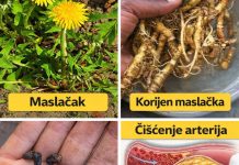 Balgodati korijena od maslačka