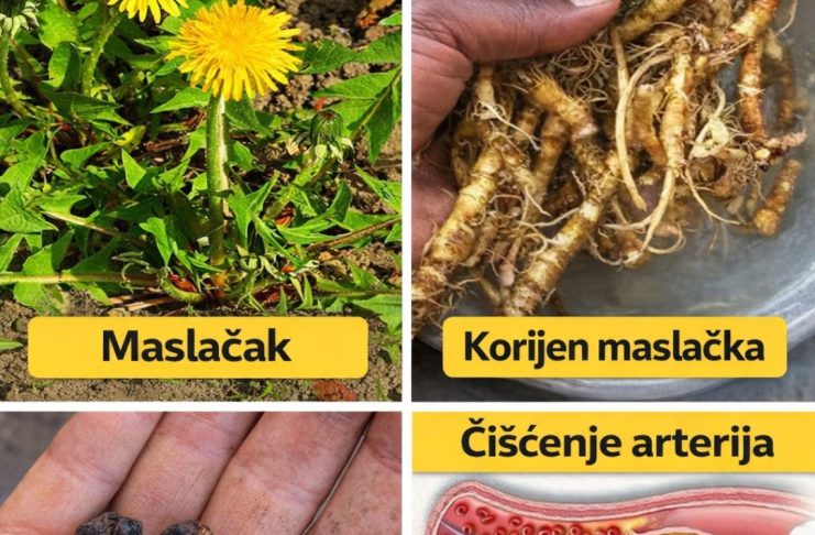 Balgodati korijena od maslačka