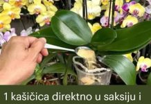 Evo kako da vaša orhideja redovno cvjeta i bude zdrava!
