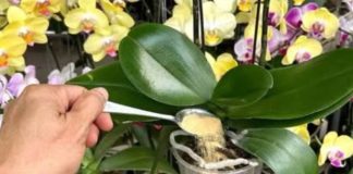 Evo kako da vaša orhideja redovno cvjeta i bude zdrava!