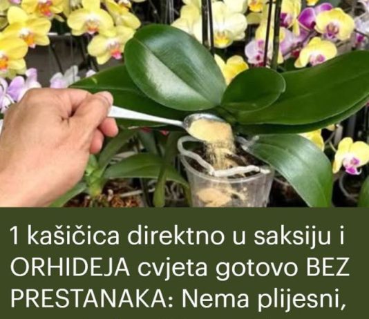 Evo kako da vaša orhideja redovno cvjeta i bude zdrava!