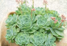 Recept koji svaka žena treba da zna!