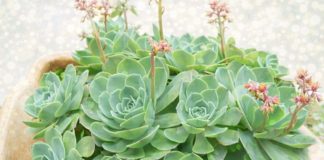 Recept koji svaka žena treba da zna!