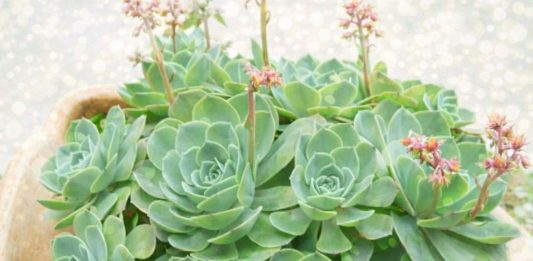 Recept koji svaka žena treba da zna!