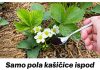 Samo pola kašikica ispod jagoda tokom cvijetanja!