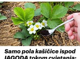 Samo pola kašikica ispod jagoda tokom cvijetanja!