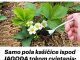 Samo pola kašikica ispod jagoda tokom cvijetanja!