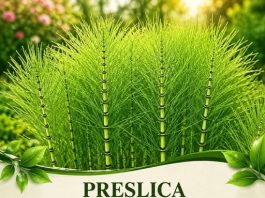 Preslica – moćna biljka iz prirode: Evo kako može pomoći kostima, koži, kosi i bubrezima