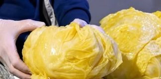Domaći kiseli kupus sa posebnom žućkastom bojom: Tajna je u jednom sastojku koji mu daje savršen ukus