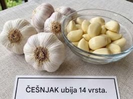 Beli luk i med: Kako pripremiti tradicionalni domaći pripravak i pravilno ga koristiti
